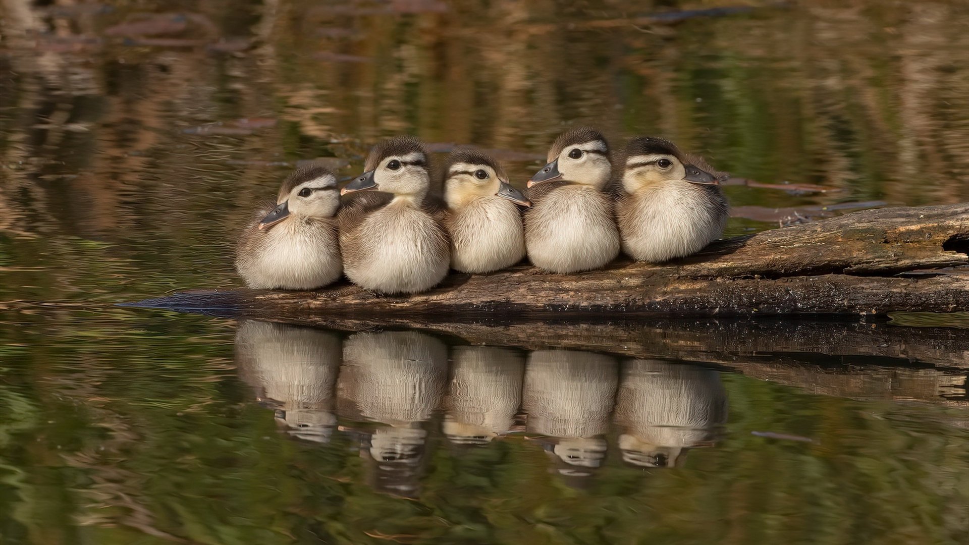 体育+文创融合,推出一系列篮球主题文化产品和活动,篮球文化主题墙