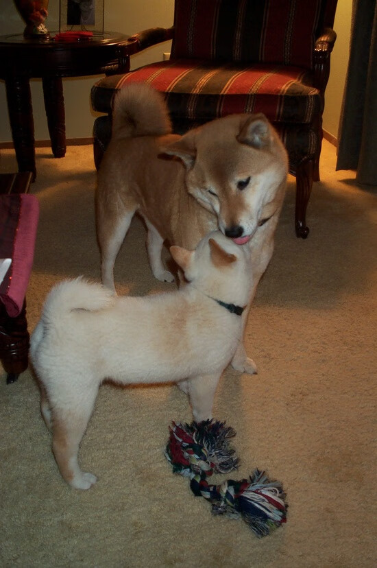 名人表演赛:娱乐与竞技的完美结合