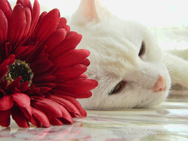 意甲大战火热,球员表现神勇,精彩镜头不断,意甲对阵时间表