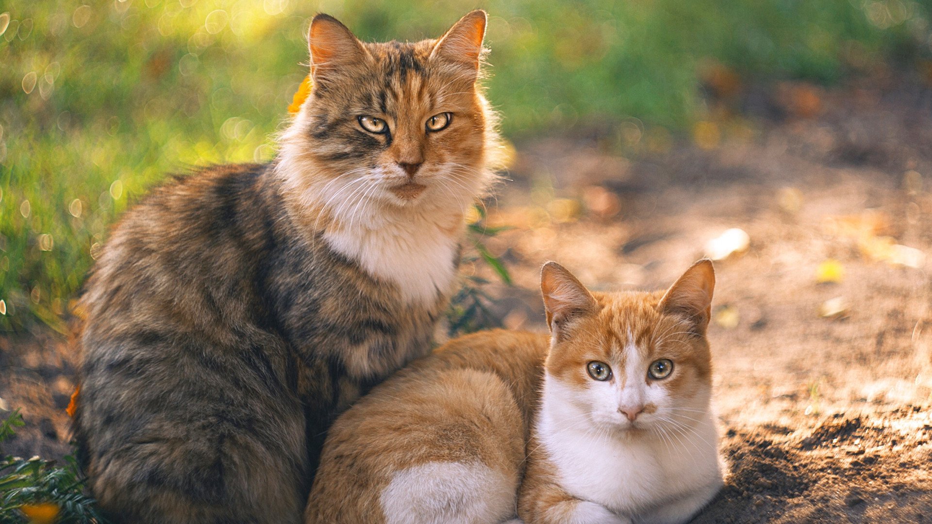 法甲联赛战火不断,争夺榜首局势日益激烈,法甲联赛联赛