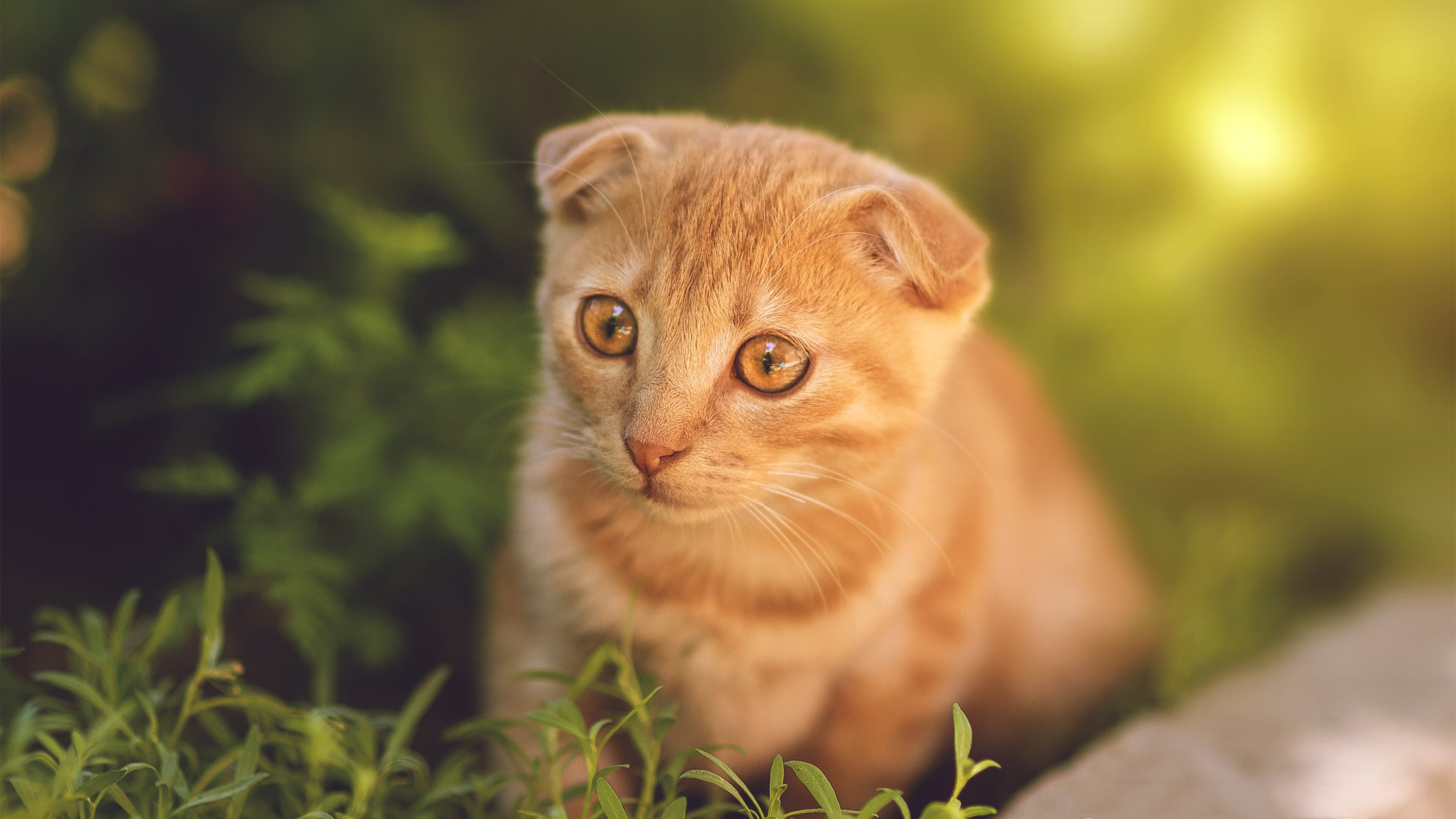 足球青训与体教融合项目试点效果显著,足球青训教学体系