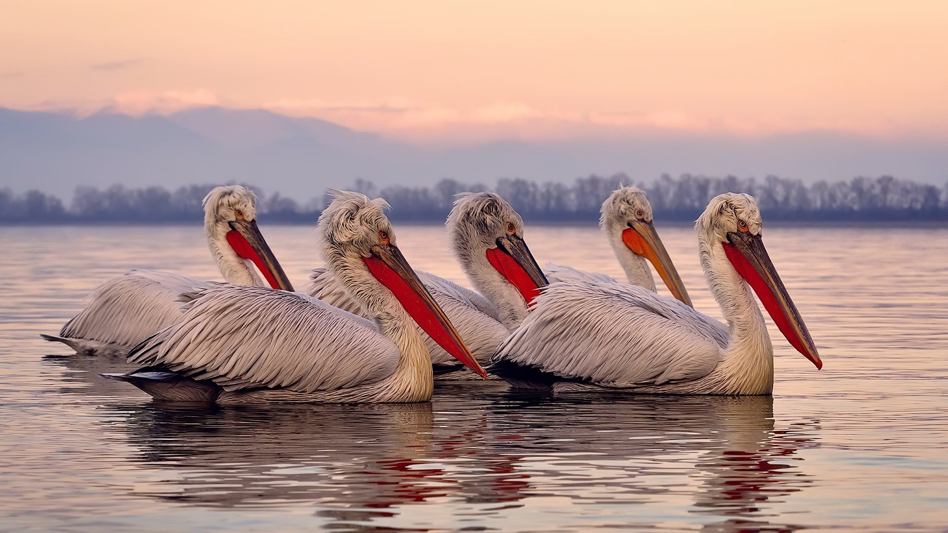 Kaiyun(中国)开云-JDG战队推出线上战术分析公开课，jdgame战队