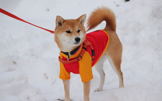 开云网页版-WNBA教练团队调整频繁，nba球队教练