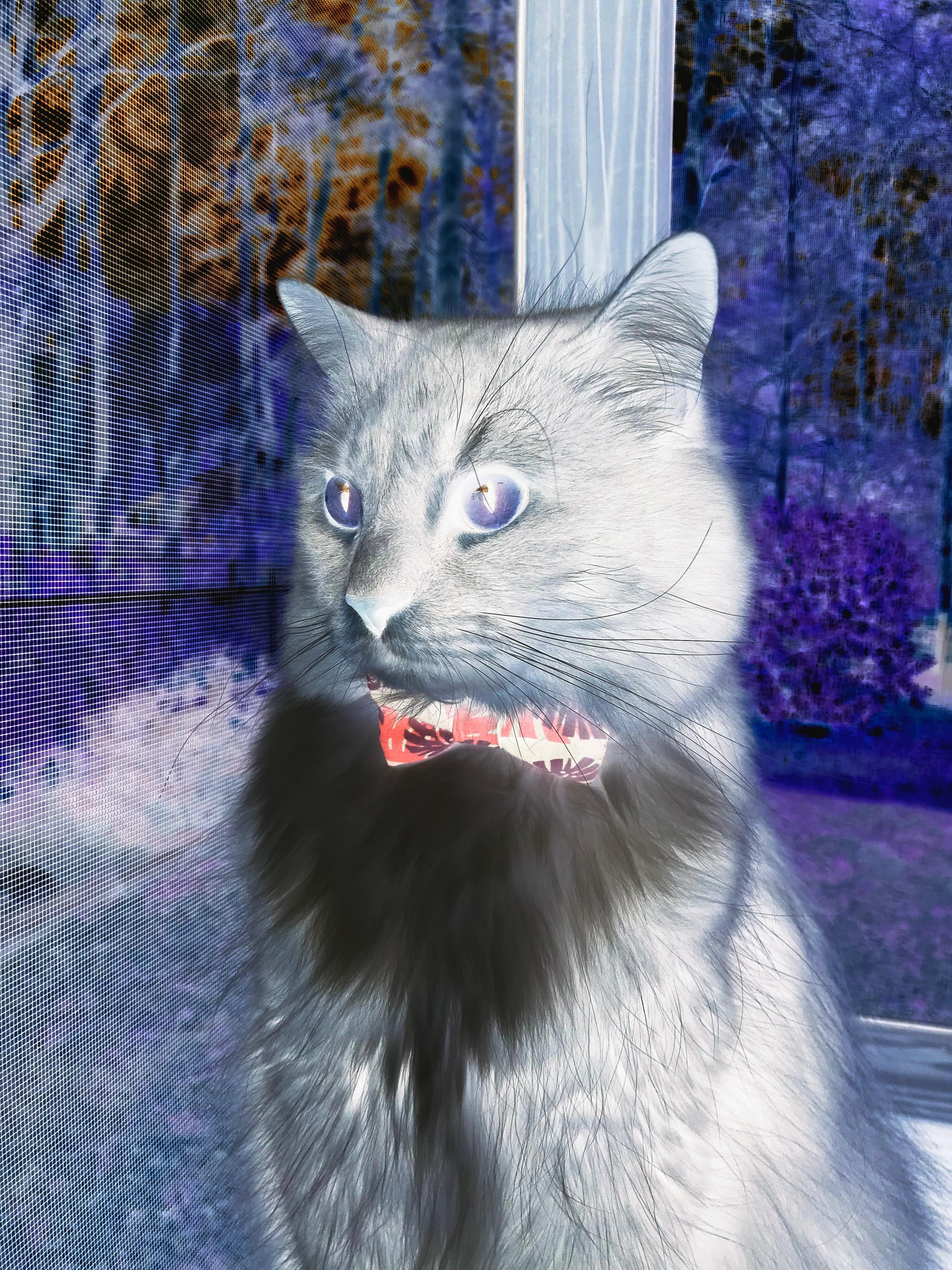 巴西队备战世界杯预选赛,目标提前出线,巴西足球队世界杯预选赛