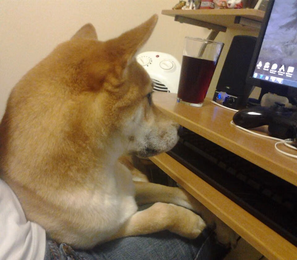 昂热迎战里尔，期待主场赢球破连败，昂热vs雷恩预测