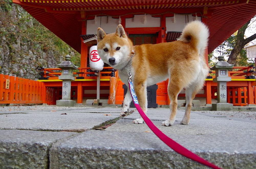 中国足球赛季战术执行难点解析，中国足球赛季战术执行难点解析