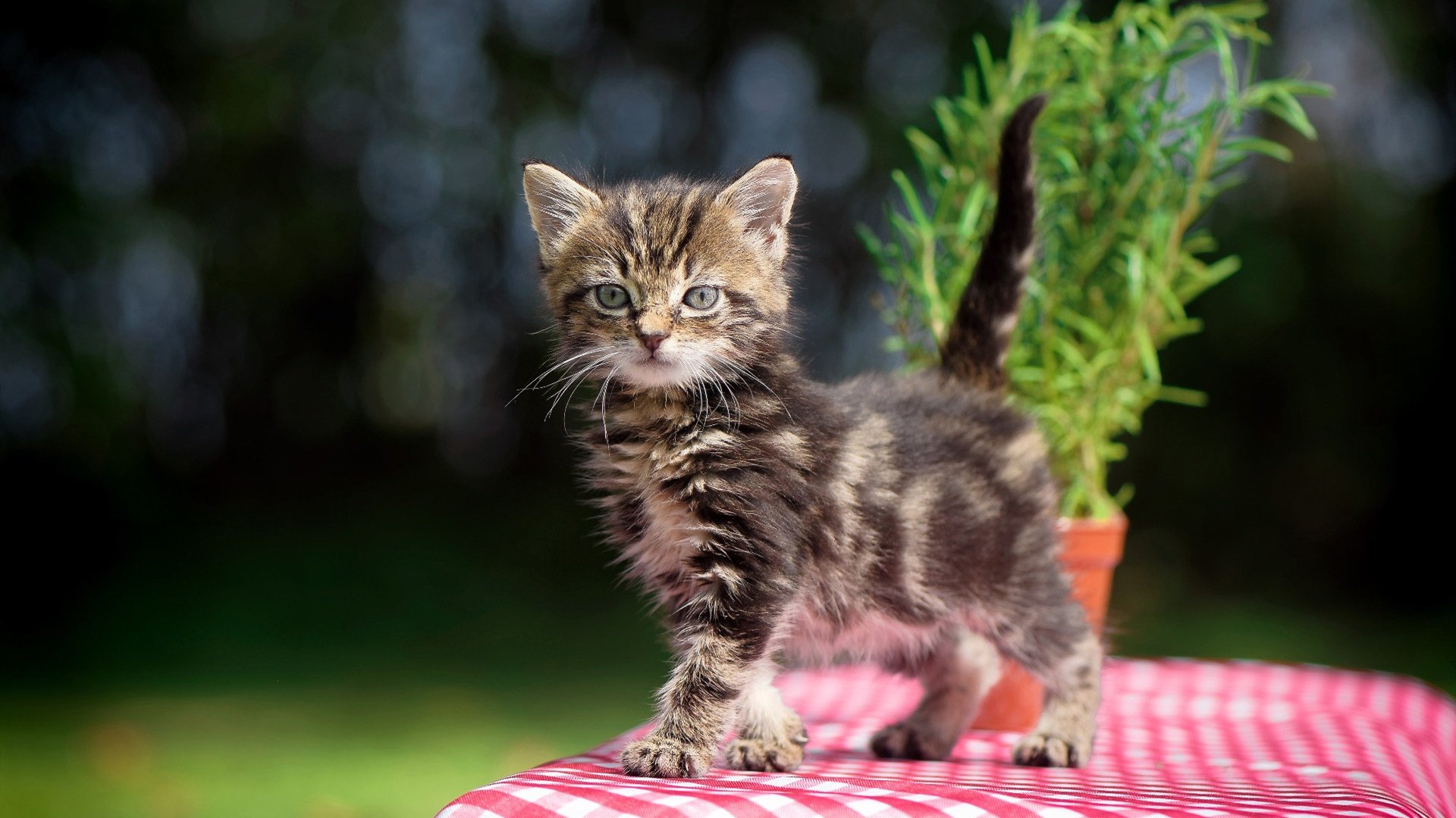 “新加坡赛场,游泳与水上芭蕾谁能笑到最后?”
