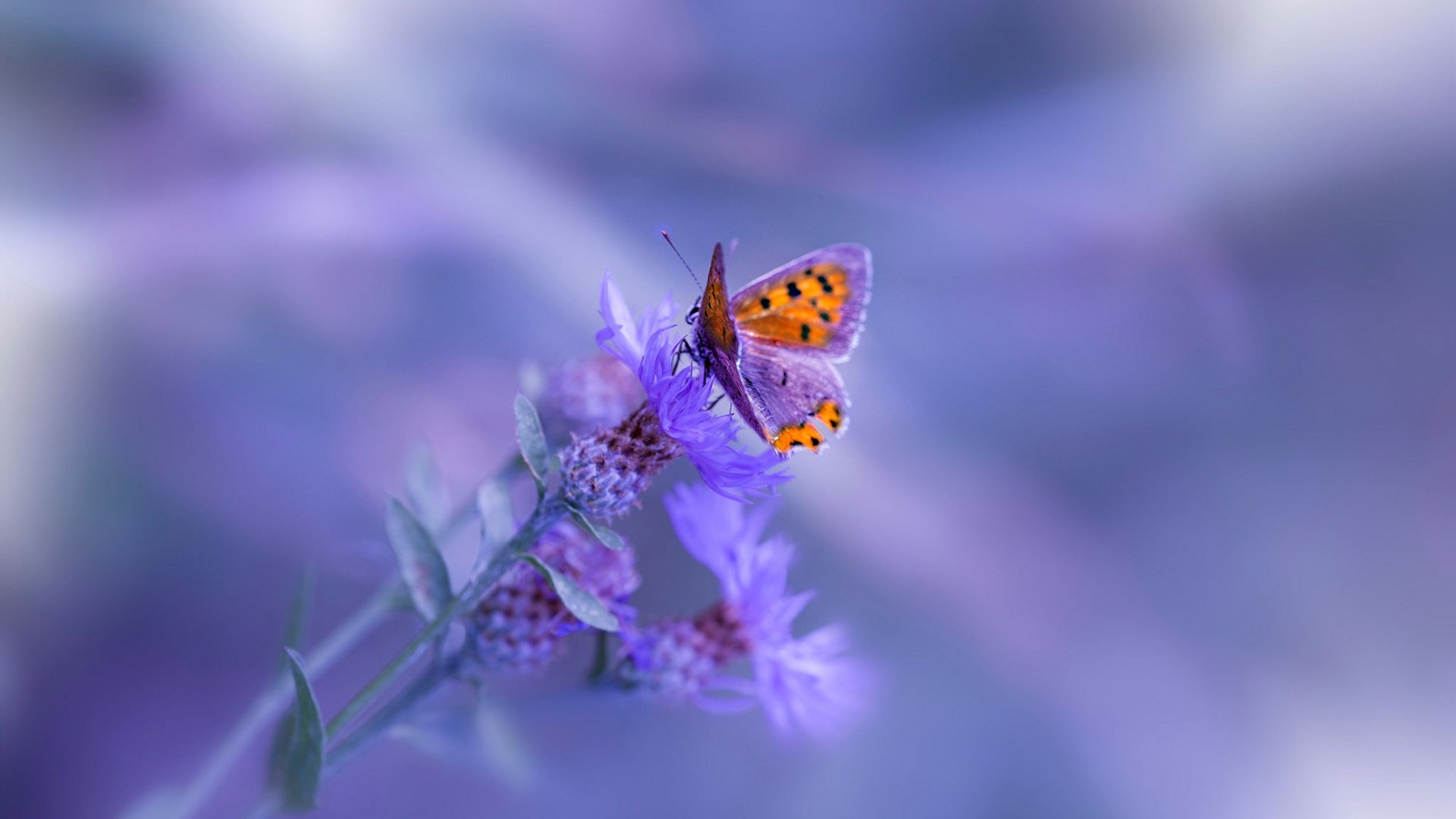 中国女篮注重体能恢复 保持赛季高水平表现,中国女篮变强了