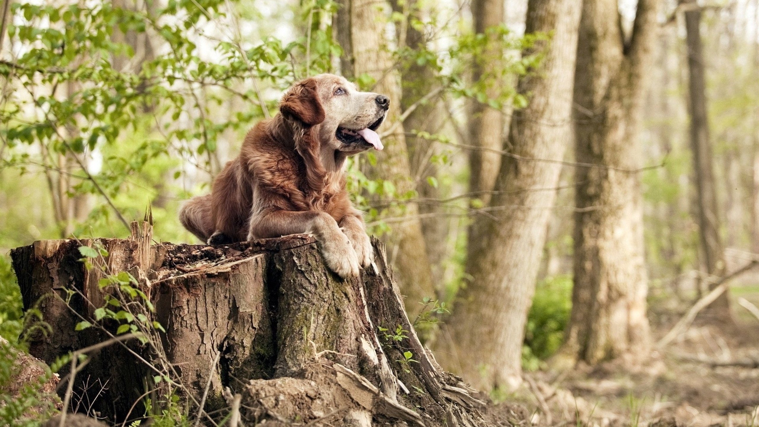亚冠联赛中国队逆袭 球员表现稳定，亚冠中国球队怎么回事