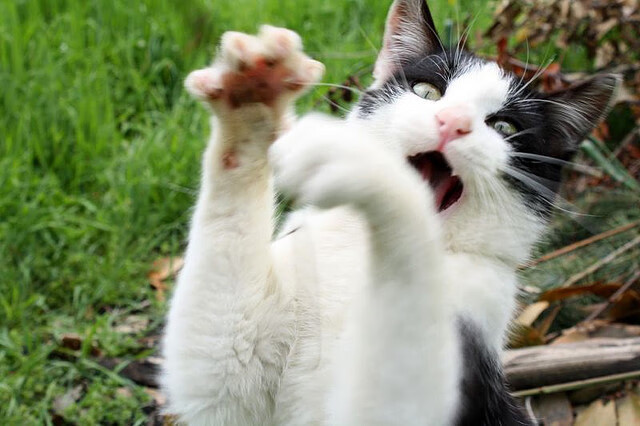 开云官方网站-乌拉圭女篮在南美锦标赛中荣获佳绩，迈向国际舞台新高峰，乌拉圭美女球迷