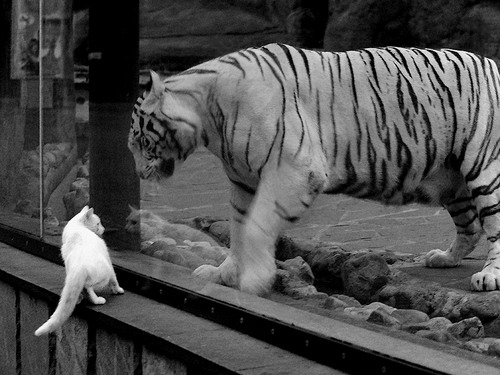 全国篮球教师培训制度逐步建立提升基层教学质量,教师篮球培训方案