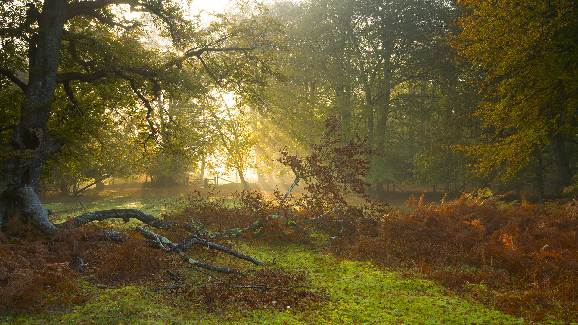 德甲速度之王：以闪电般的突破引爆全场，德甲跑动距离排名