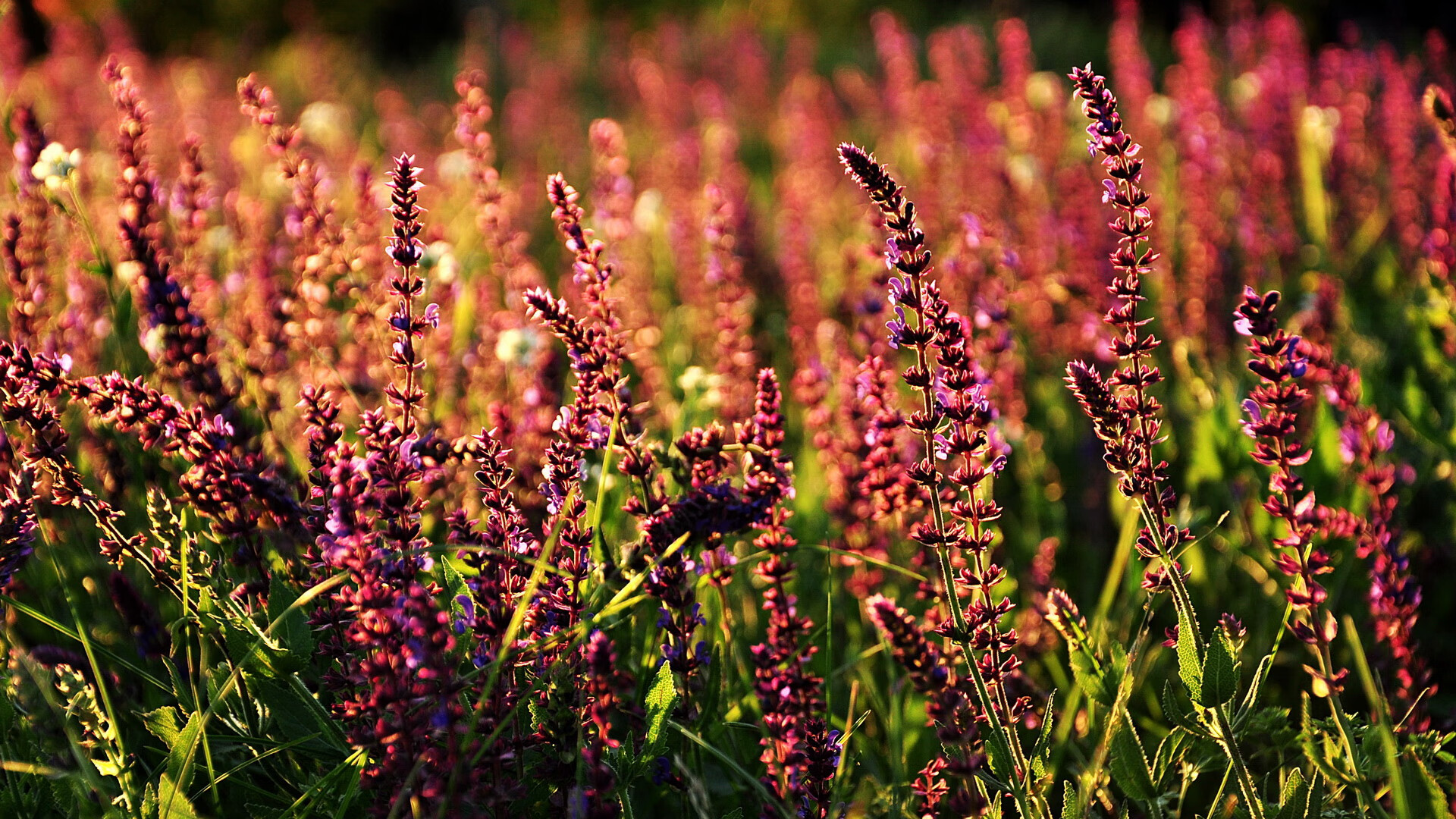 篮球赛事推广平台搭建提升赛事影响力和社会关注度,篮球项目推广方案