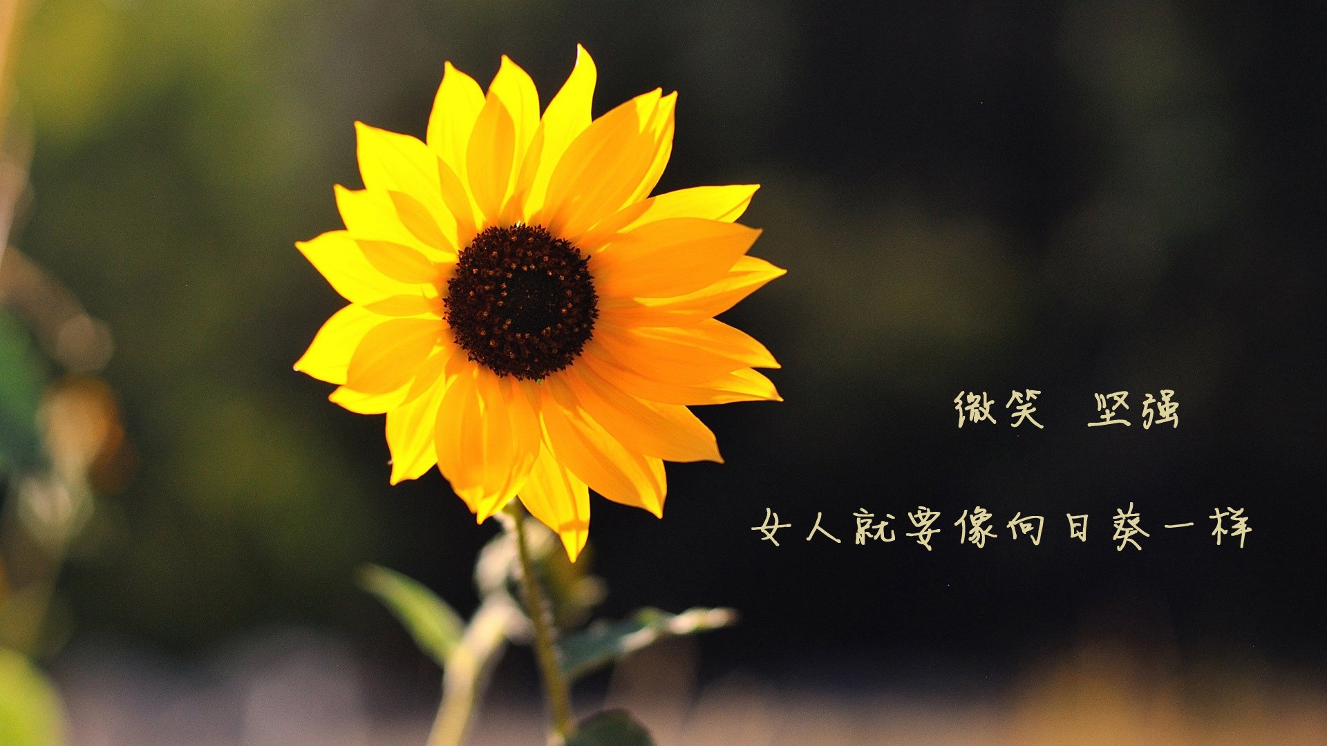 Kaiyun官方登录入口-自由泳突尼斯选手挑战个人极限，自由泳突破30秒