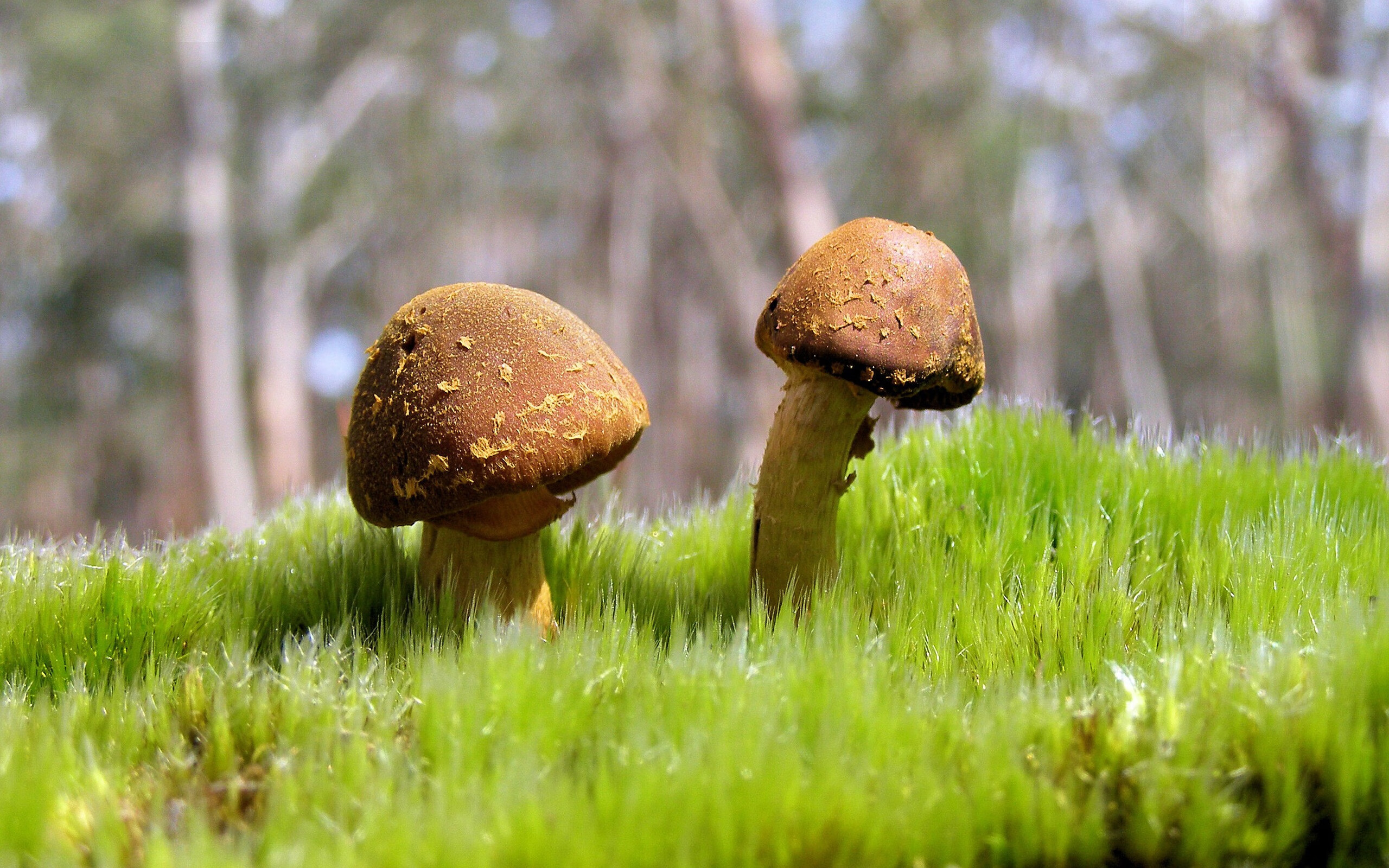 Kaiyun APP-西甲瞬间进球：精彩镜头不断刷屏！，西甲球队进球纪录